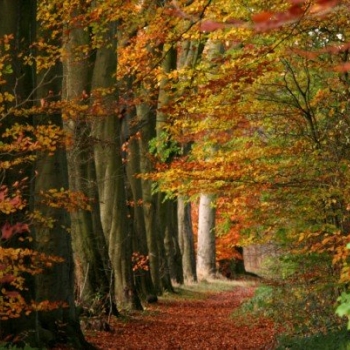 Tideswell Dale