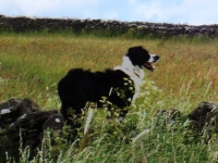 Dodger out and about